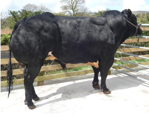 PENDLE BLACK JACK