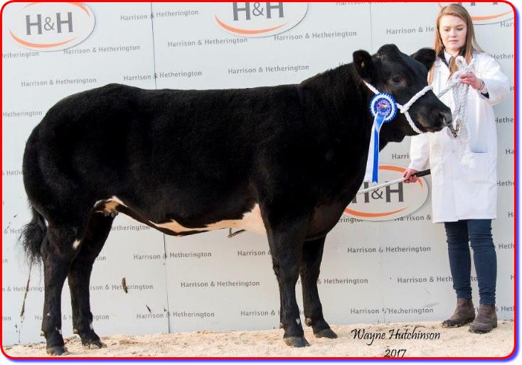 This image is copyright PENDLE LIQUORICE